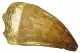 Fossil Mosasaur (Thalassotitan) Tooth - Morocco #374559-1